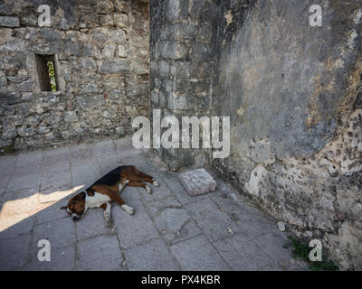 Haut de la forteresse à Kotor, Monténégro Banque D'Images