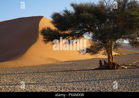 Kameldorn Namib-Dünenmeer neben Düne, 45, la Namibie, Afrika Banque D'Images