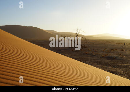 Abgestorbener Kameldorn Namib-Dünenmeer Düne vor 45, ancien Wüste, Namib, Namibie, Sossusvlei-Gebiet, Afrika Banque D'Images