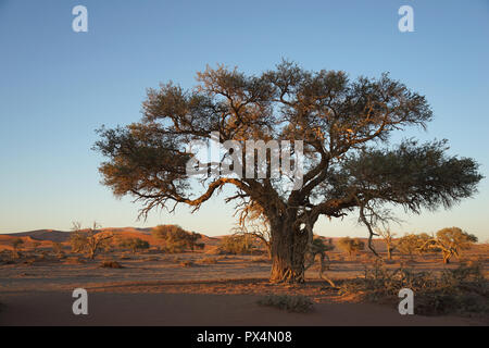 Kameldorn Namib-Dünenmeer neben Düne, 45, la Namibie, Afrika Banque D'Images