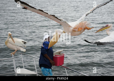 Rosapelikane (Pelecanus onocrotalus), Fütterung mit Fisch auf einem Ausflugsboot, Walvis Bay, Namibie, Republik Banque D'Images