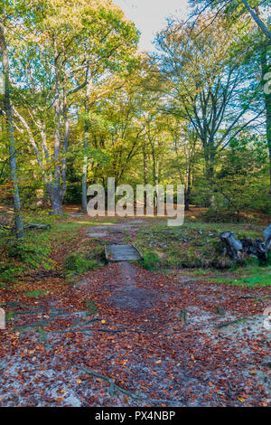 Scène forestiers près de Loughton Brook dans la forêt d'Epping sur un lumineux et ensoleillé matin Octobre Banque D'Images