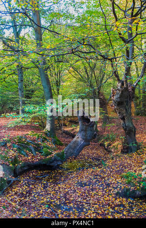 Scène forestiers près de Loughton Brook dans la forêt d'Epping sur un lumineux et ensoleillé matin Octobre Banque D'Images