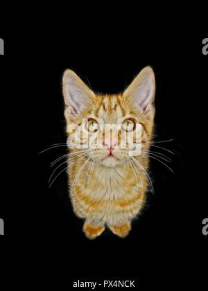 Drôle ginger kitten à curieux jusqu'à l'appareil photo. Isolé sur fond noir. Banque D'Images