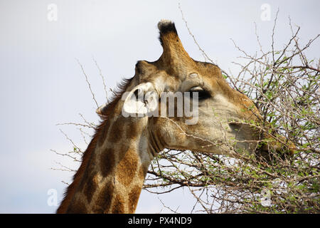 Girafe frisst Blätter eines Akazie, Parc National d'Etosha, Namibie, Afrika Republik Banque D'Images