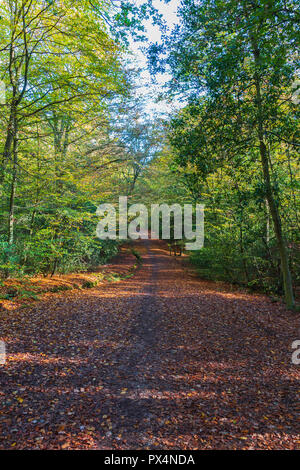 Sentier boisé près de Loughton Brook dans la forêt d'Epping par un beau matin d'octobre Banque D'Images