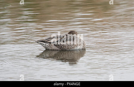 Le Canard pilet (Anas acuta) endormi Banque D'Images