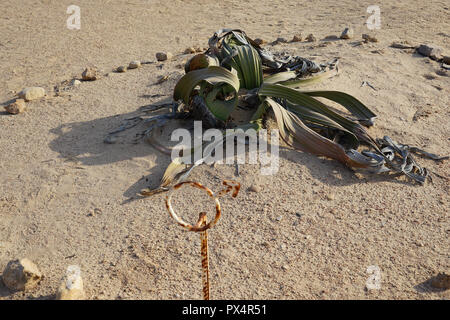 , Welwitschie Welwitschia-Route, Namib Naukluft Park, Namibische Wueste, Namibie Banque D'Images