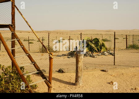 1500 Riesenwelwitschia vermutlich jährige, die älteste zum Schutz der Welt, eingezäunt, Metallbehälter Welwitschia-Route für Abfall, Namibie, Banque D'Images