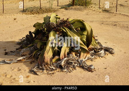 1500 Riesenwelwitschia vermutlich jährige, die älteste der Welt, Welwitschia, Welwitschia-Route Namibische Namib Naukluft Park, Wueste, Namibie Banque D'Images