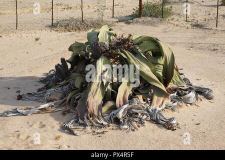 1500 Riesenwelwitschia vermutlich jährige, die älteste der Welt, Welwitschia, Welwitschia-Route Namibische Namib Naukluft Park, Wueste, Namibie Banque D'Images