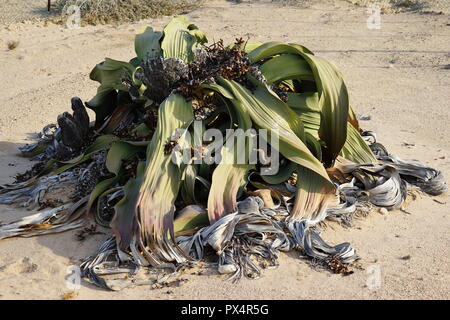 1500 Riesenwelwitschia vermutlich jährige, die älteste der Welt, Welwitschia, Welwitschia-Route Namibische Namib Naukluft Park, Wueste, Namibie Banque D'Images