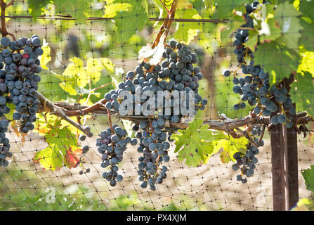 Purple grapes growing sur les vignes dans un vignoble dans la péninsule du Niagara, Ontario Canada. Banque D'Images