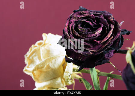 Roses pâle close up. Vin rouge fond de couleur avec l'exemplaire de l'espace. Banque D'Images