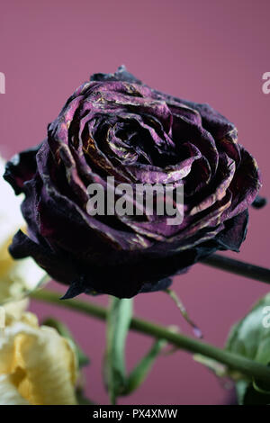 Purple Rose flétrie sombre gondolé pétales. Close up vertical image avec l'exemplaire de l'espace. Banque D'Images