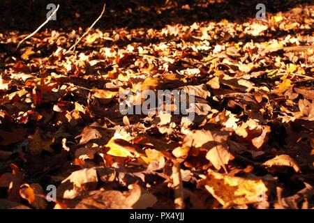 Les feuilles des bois se dorant dans sunshine Banque D'Images