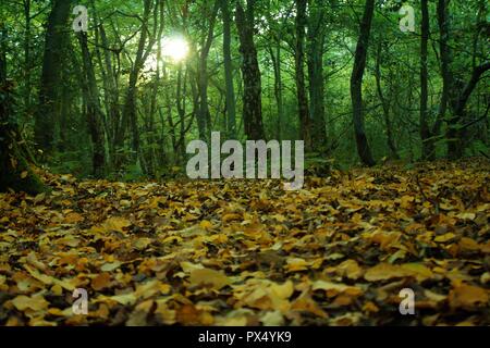 Soleil à travers des arbres sur un beau matin d'automne Banque D'Images