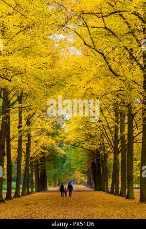 Superbe scène d'une marche familiale à travers un arbre dans un parc avenue à Kassel, Allemagne. Les grands arbres portent leur feuillage d'automne doré et le... Banque D'Images