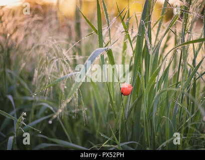 Macro photo d'un coquelicot rouge et vert de l'herbe avec gouttes de rosée et beau bokeh au lever du soleil Banque D'Images