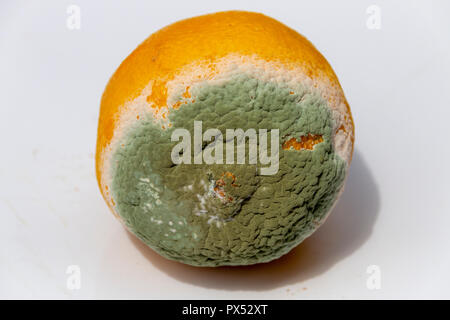 Une vue rapprochée de la moisissure blanche et verte sur le côté d'un citron pourri sur un fond blanc isolé Banque D'Images