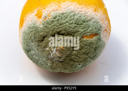 Une vue rapprochée de la moisissure blanche et verte sur le côté d'un citron pourri sur un fond blanc isolé Banque D'Images