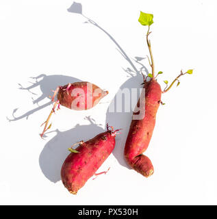 Un gros plan de trois pommes rouges doux avec des racines dans le haut et le bas côté, sur un fond blanc isolé Banque D'Images