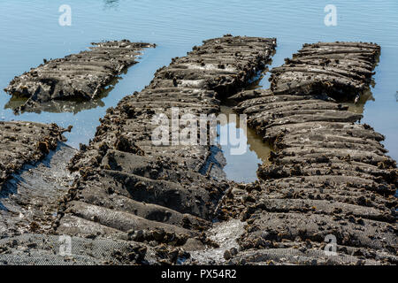 Port d'huîtres, Louvois, Charente Maritime, France, Nouvelle-Aquitaine Banque D'Images