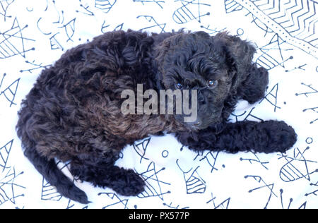 Cockapoo noir tv puppy allongé sur une couverture noire et blanche le chiot est stairing directement dans l'appareil photo avec ses deux pattes avant étiré Banque D'Images