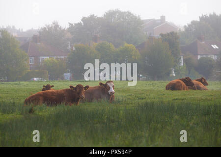 Les vaches couché dans le champ sur des terres communes entre habitat pavillonnaire dans Hitchin, Herts, Angleterre, Royaume-Uni le matin brumeux en automne Banque D'Images