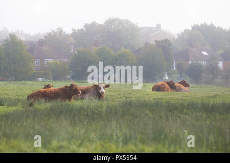 Les vaches couché dans le champ sur des terres communes entre habitat pavillonnaire dans Hitchin, Herts, Angleterre, Royaume-Uni le matin brumeux en automne Banque D'Images