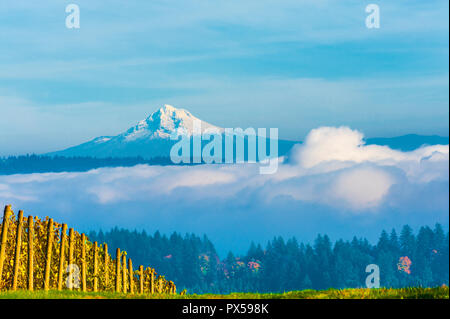 Mt. Le capot est vue au-dessus du brouillard de vignobles à Dundee Hills Wine Country Banque D'Images