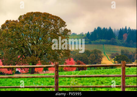 Couleurs d'automne vignobles couvre les collines de Dundee de Dundee, Oregon. Banque D'Images