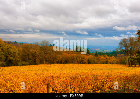 Couleurs d'automne vignobles couvre les collines de Dundee de Dundee, Oregon. Banque D'Images