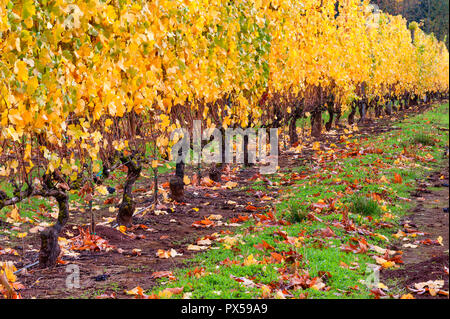 Couleurs d'automne vignobles couvre les collines de Dundee de Dundee, Oregon. Banque D'Images