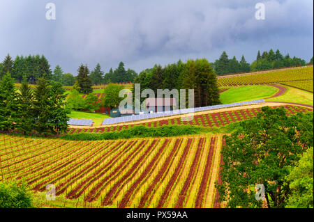 Dundee, Illinois, USA - Mai 18,2015 : vignes couvre la Dundee collines où les panneaux solaires sont également placés à la récolte de l'énergie solaire à Dundee, Ore Banque D'Images