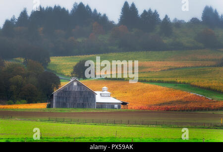 Dundee, Illinois, USA - 2 novembre 2014 couleurs d'automne : remplir le Dundee Hills Wine Country à Dundee, Oregon. Banque D'Images