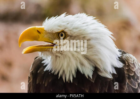 Tête portrait pygargue à tête blanche (Haliaeetus leucocephalus) avec bec ouvert et rochers background Banque D'Images