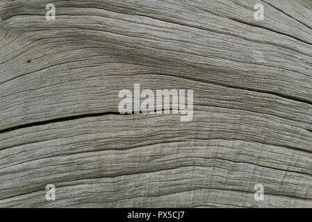 Grain du bois sur un vieux log Banque D'Images