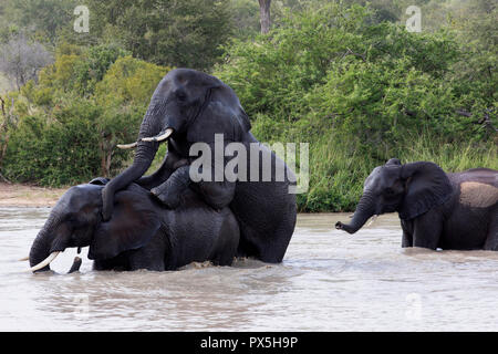 Le Parc National de Kruger. Les éléphants d'Afrique (Loxodonta africana) paire d'accouplement. L'Afrique du Sud. Banque D'Images