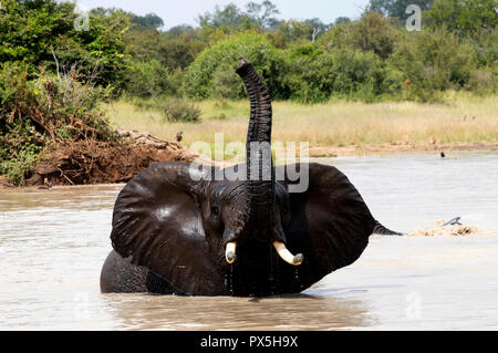 Le Parc National de Kruger. L'éléphant africain (Loxodonta africana) dans l'eau. L'Afrique du Sud. Banque D'Images