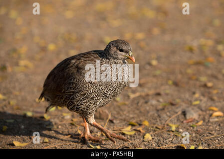 Le francolin à bec rouge Natal (Pternistis natalensis). Le Parc National de Kruger. L'Afrique du Sud. Banque D'Images