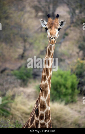 Le Parc National de Kruger. ( Girafe (Giraffa camelopardalis ) dans la savane. Portrait. L'Afrique du Sud. Banque D'Images