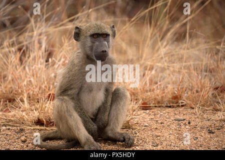 Le Parc National de Kruger. Un singe (Chlorocebus pygerythrus). L'Afrique du Sud. Banque D'Images