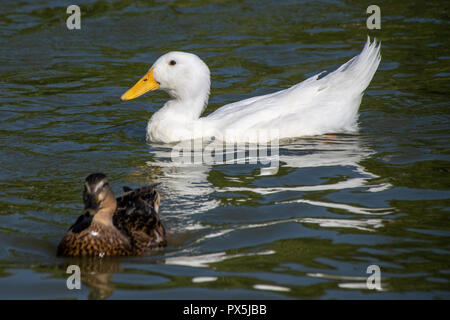 Se nourrir du pain et des boulettes de l'alimentation du canard d'un troupeau de canards colverts sauvages et blanc Long Island lourd des canards de Pékin américain sur un lac du parc Banque D'Images