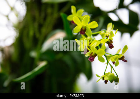 Des Orchidées Dendrobium orJade vert lime avec arrière-plan flou de Lembang, Indonésie Banque D'Images