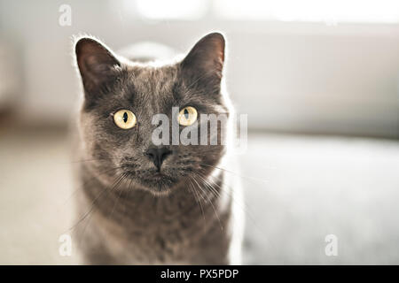 Un chat gris sur séjour à la maison Banque D'Images