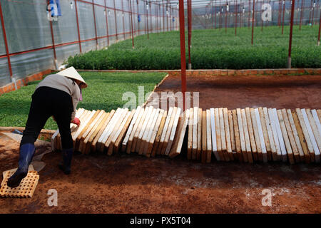 Ferme maraîchère. Femme travaillant en serre. Dalat. Le Vietnam. Banque D'Images