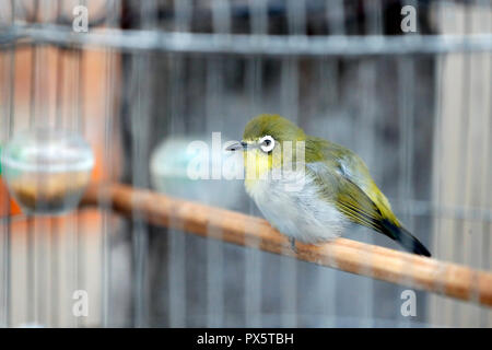 Portrait de l'oiseau en cage. Cai Be. Le Vietnam. Banque D'Images