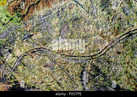 Vue aérienne des forêts défrichées de drone avec deadwood permanent Banque D'Images