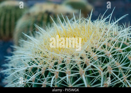 Cactus closeup, cactus plante macro piscine Banque D'Images